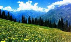 Desan(Pakistan)